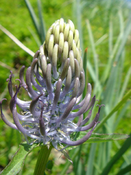 Phyteuma pyrenaicum en fleurs dans une prairie humide d'altitude des Pyrénées